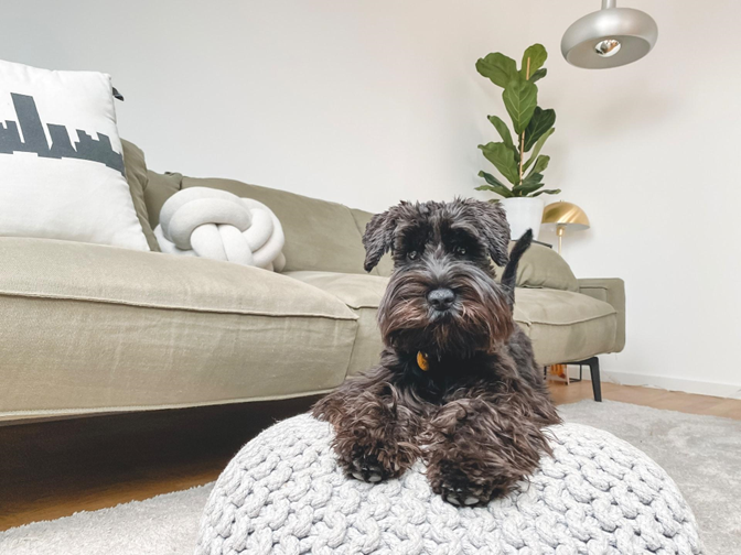 A black miniature schnauzer sits on a knitted pouf in a modern living room with neutral decor.