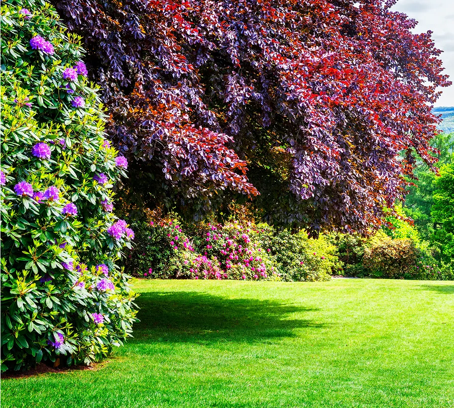 Gallery Single Image