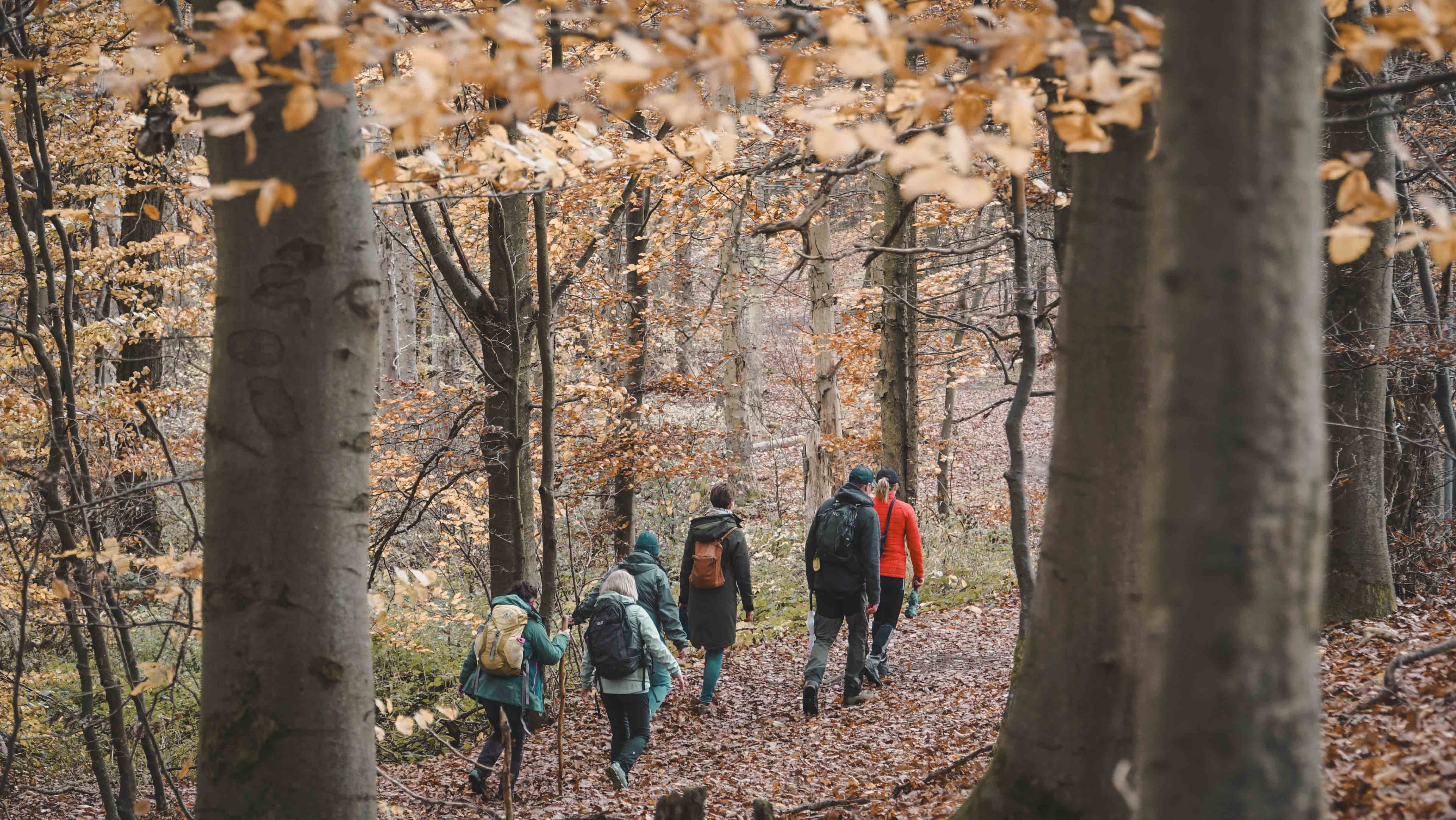 Eine Gruppe wandert im Wald
