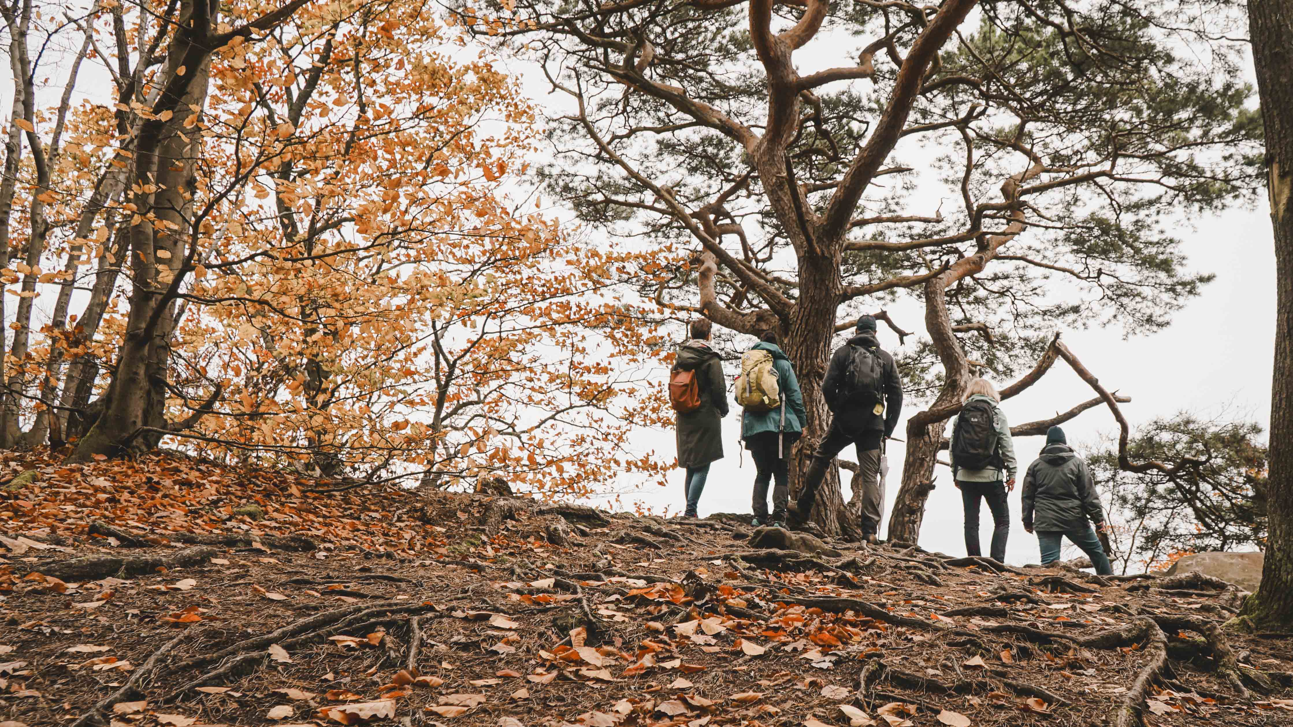 Wandergruppe steht im Wald