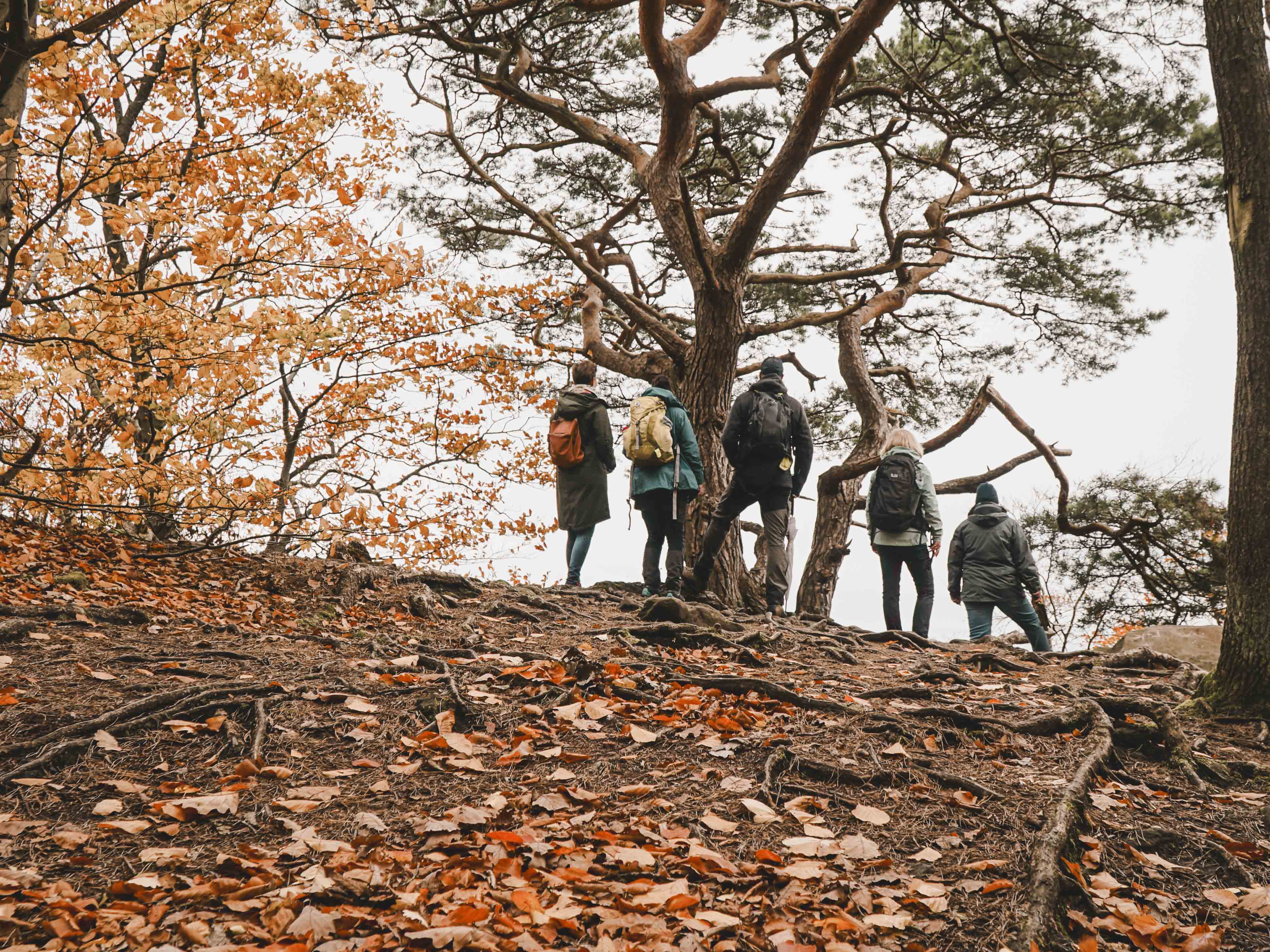Wandergruppe steht im Wald
