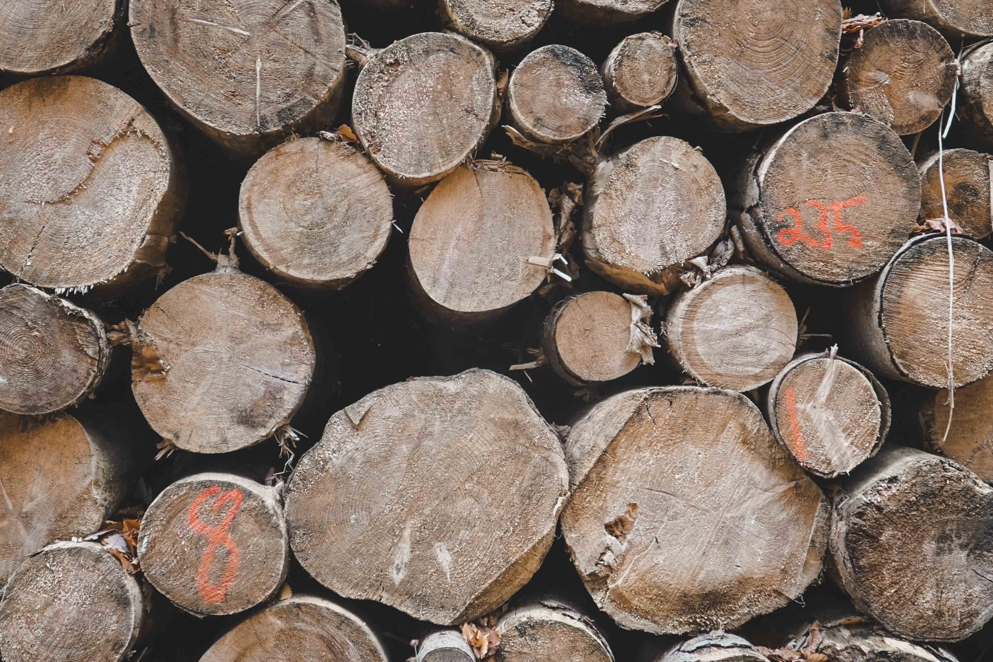 Naturbild mit Baumstämmen