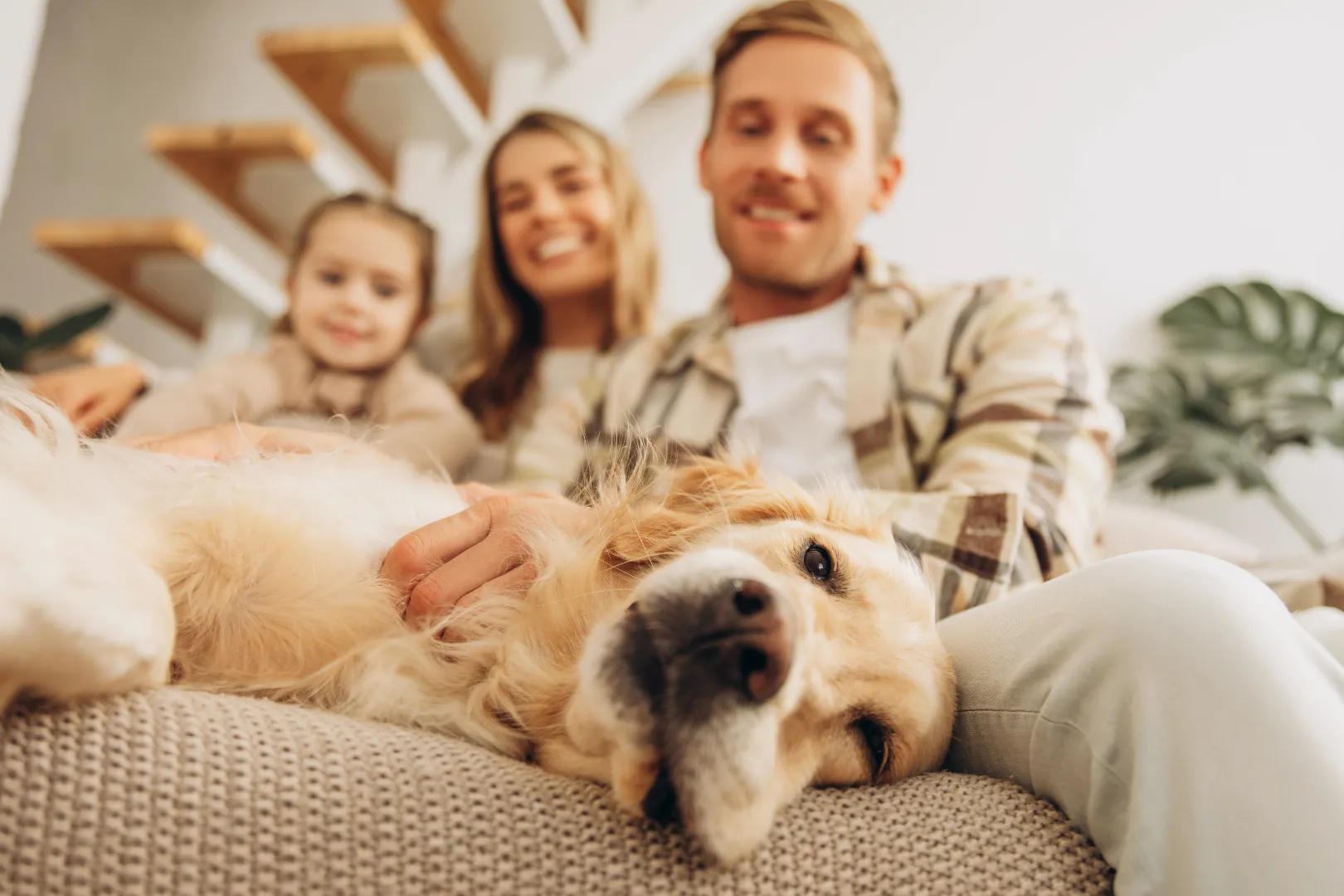 Golden retriever lying on a sofa with a smiling family of three in the background.