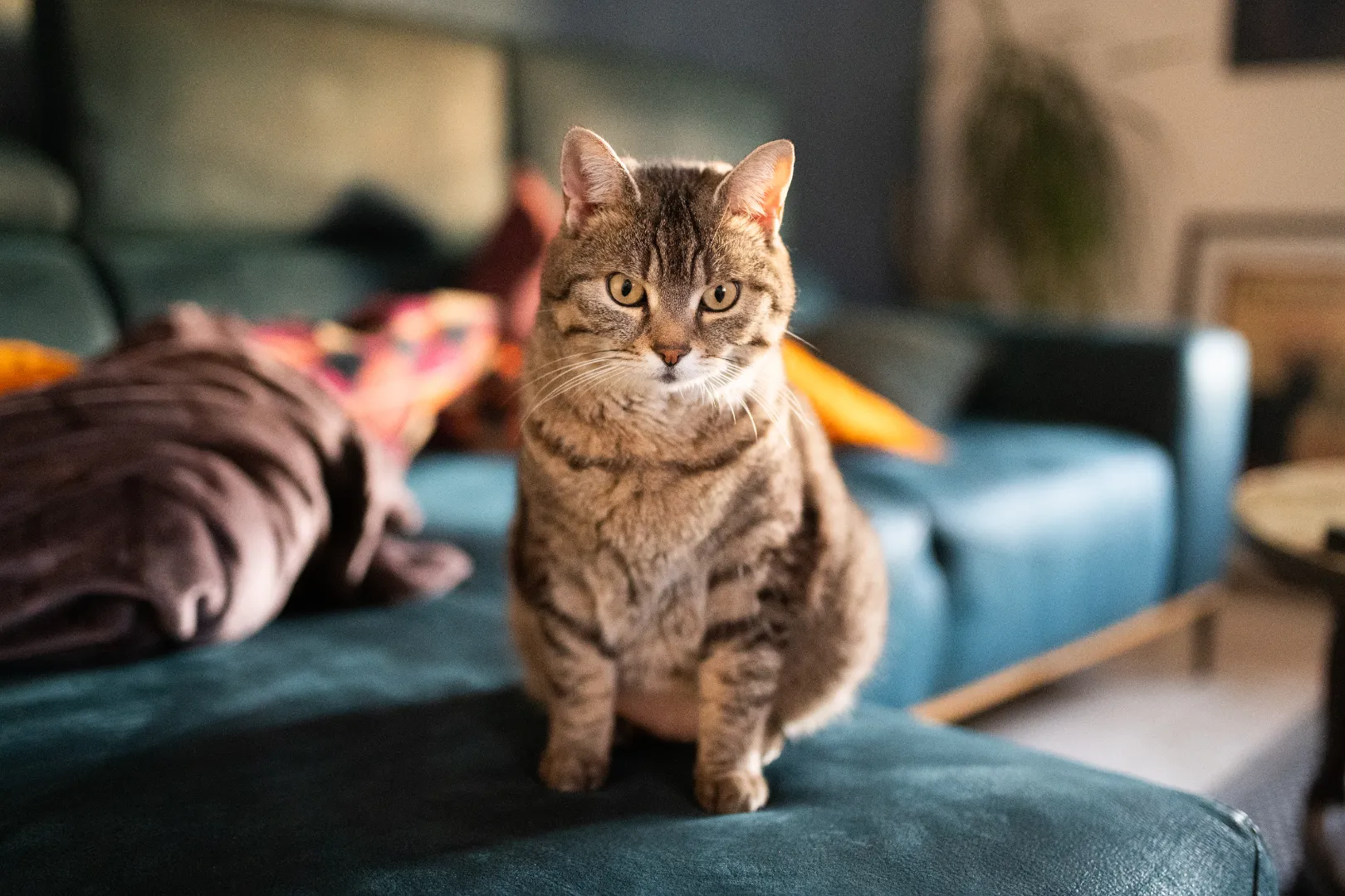 Brown tabby cat sitting alert on a blue couch in a cozy living room.