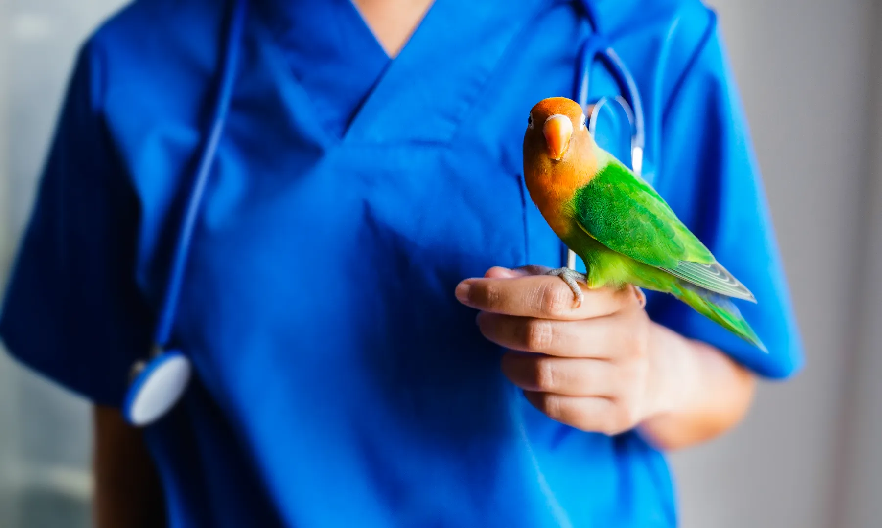 Person in blue medical scrubs holding a colorful green and orange parrot on their finger.