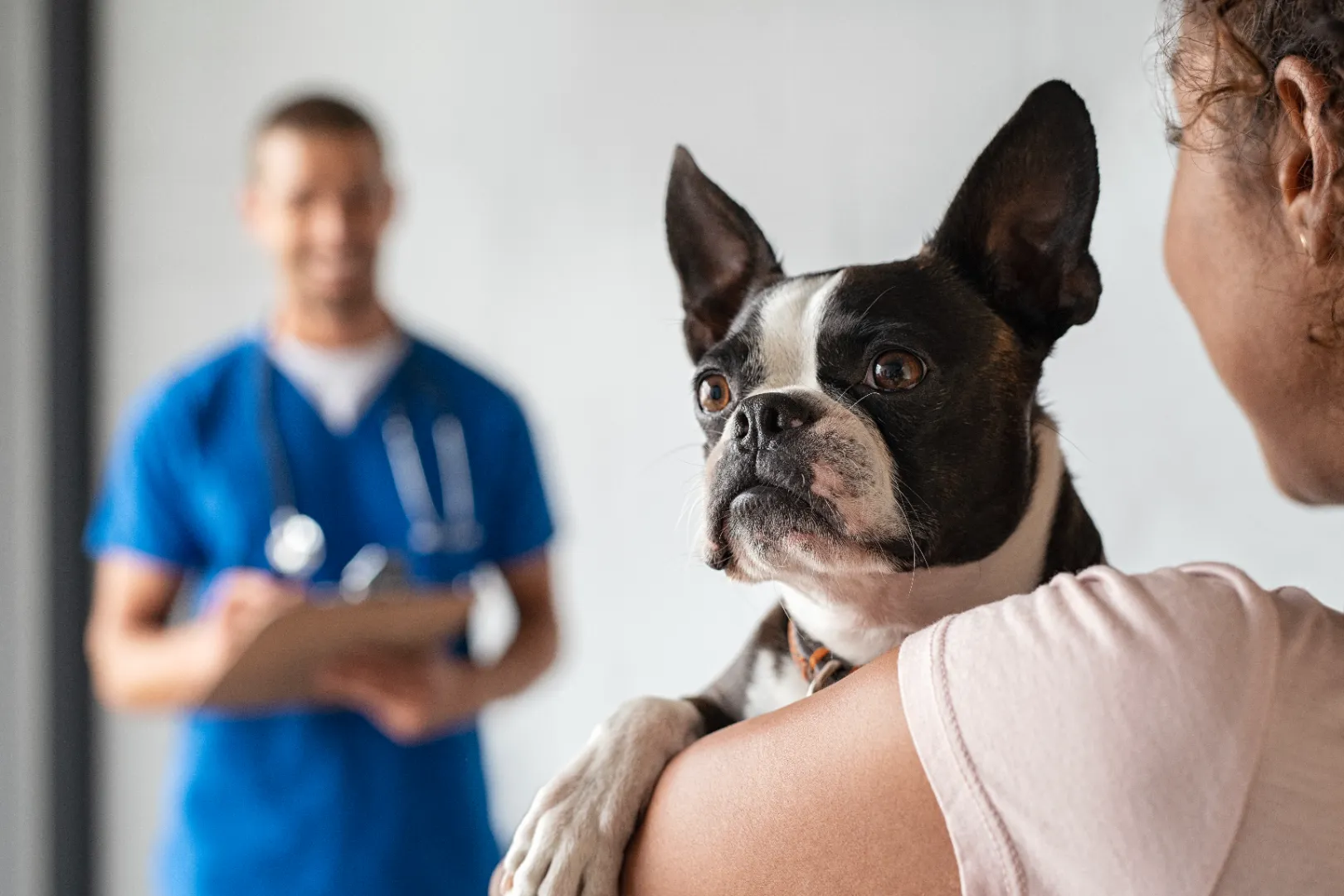 Boston Terrier being held by a person with a veterinarian in blue scrubs in the blurred background.