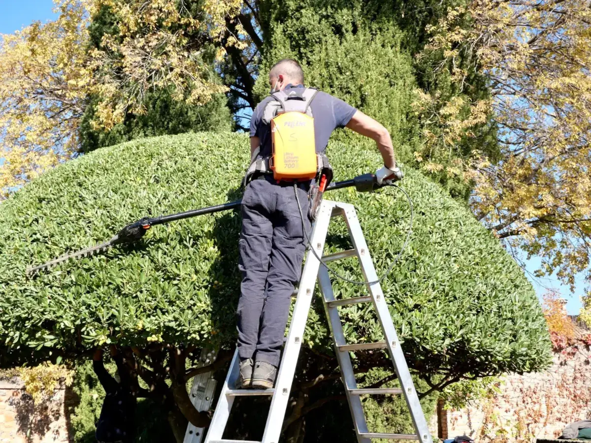 A man trimming a tree