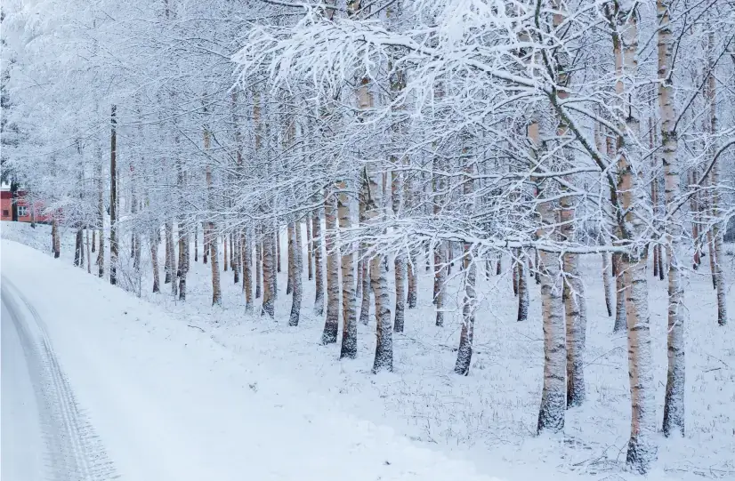 Snow-covered forest in winter
