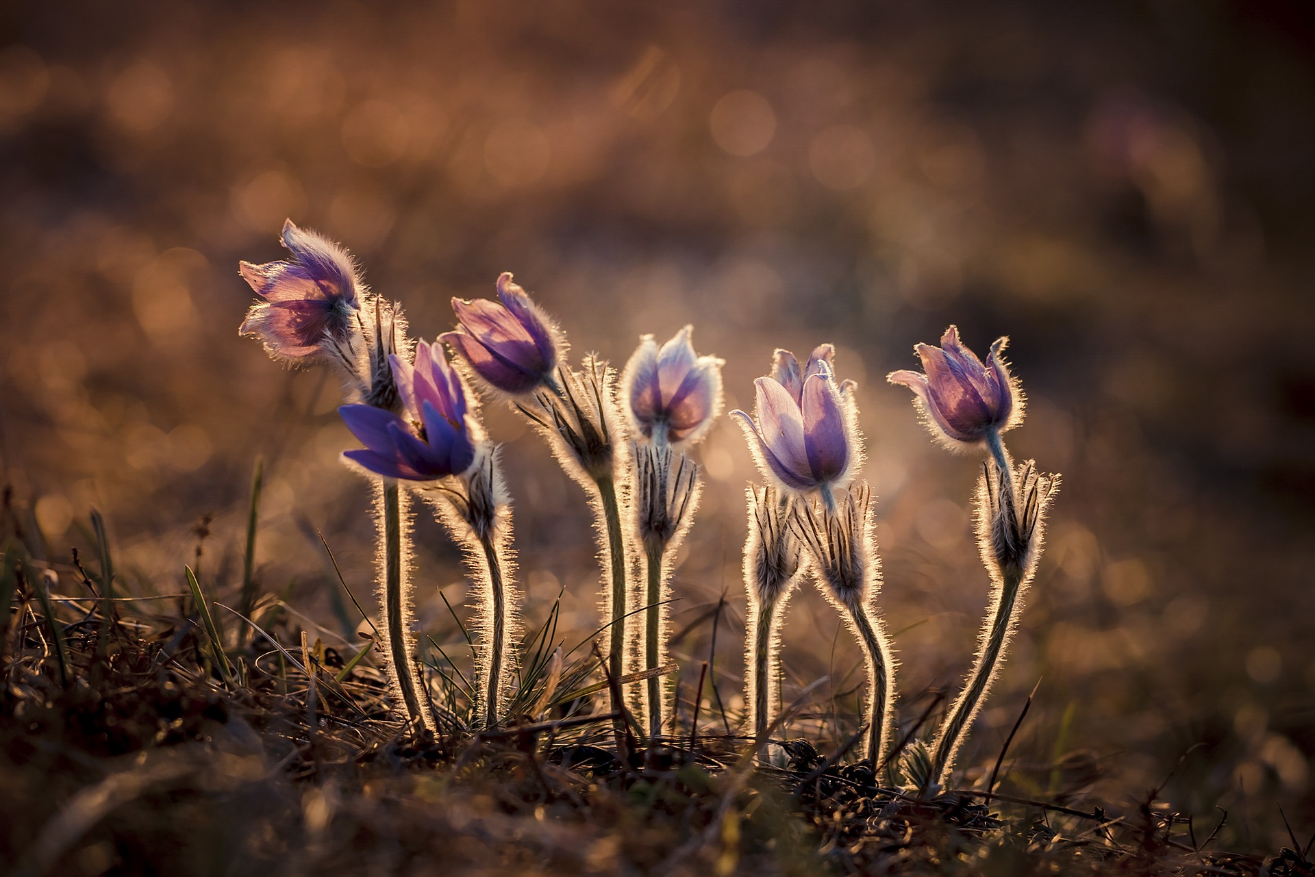 Blommor som dras mot solen