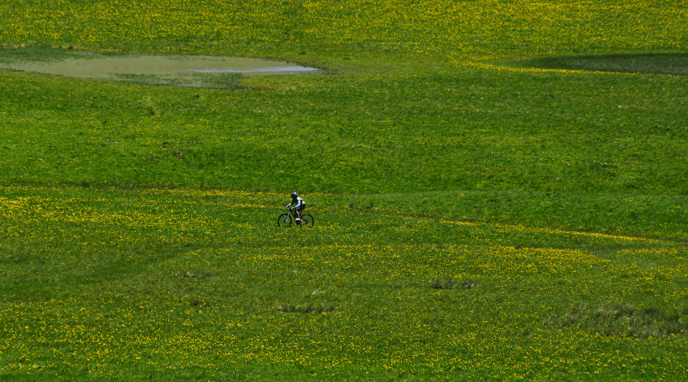 Fietser rijdt op een mountainbike door een uitgestrekt groen veld bezaaid met gele wilde bloemen.