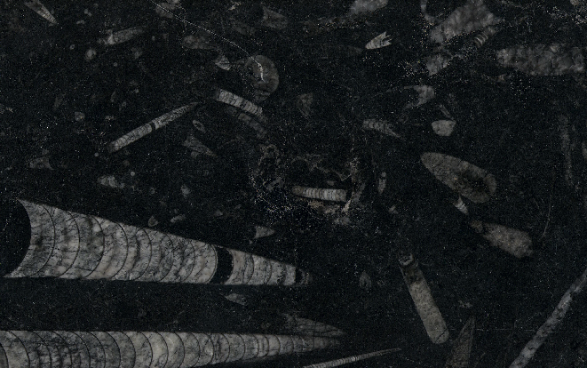 Fossil Black
