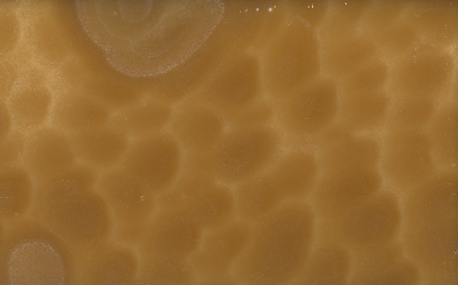 Onyx Miele