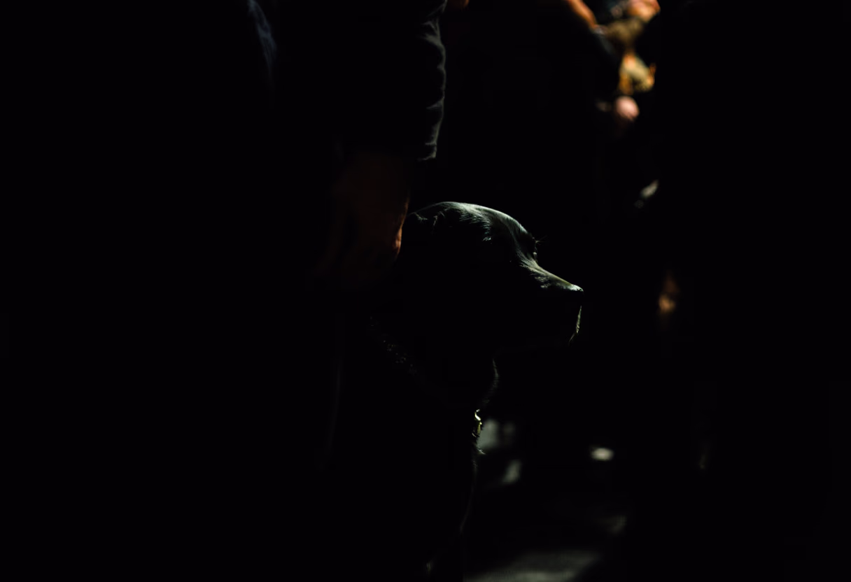 image of animal adoption event