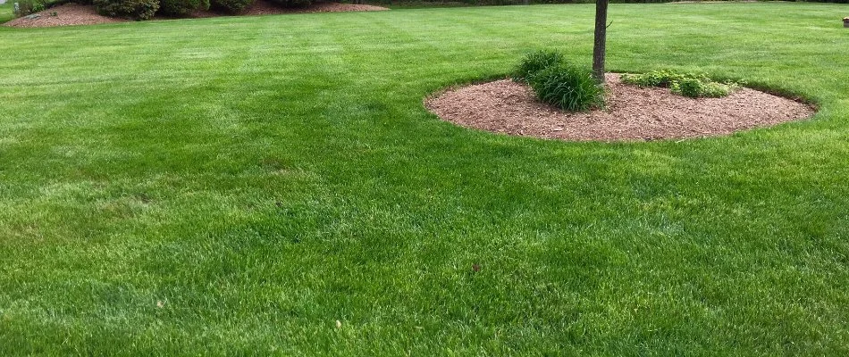 Vibrant, green lawn in Wayne, NJ, and a circular landscape bed with mulch.