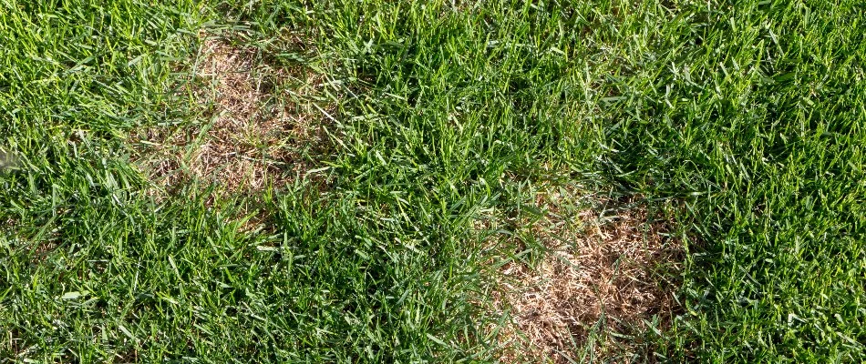 Circular patches of dead grass on a lawn in Wayne, NJ, from a disease.