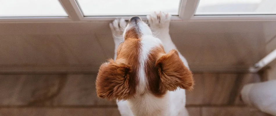 Pet in Wayne, NJ, waiting at the door during a lawn care service.