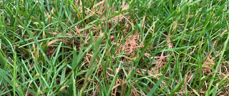 Lawn in Wayne, NJ, with red thread disease.