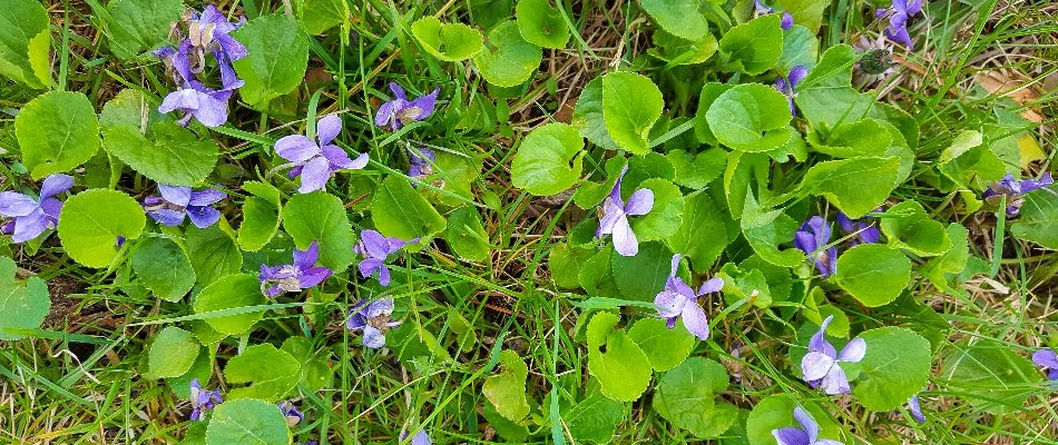Wild violet weeds on a lawn in Wayne, NJ.