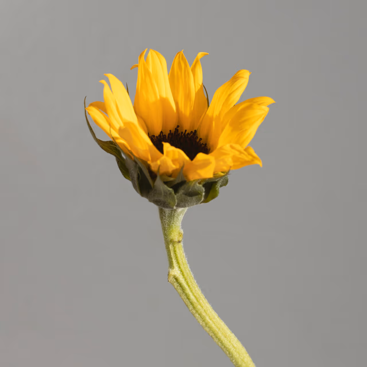 Image - Craflow Webflow Template