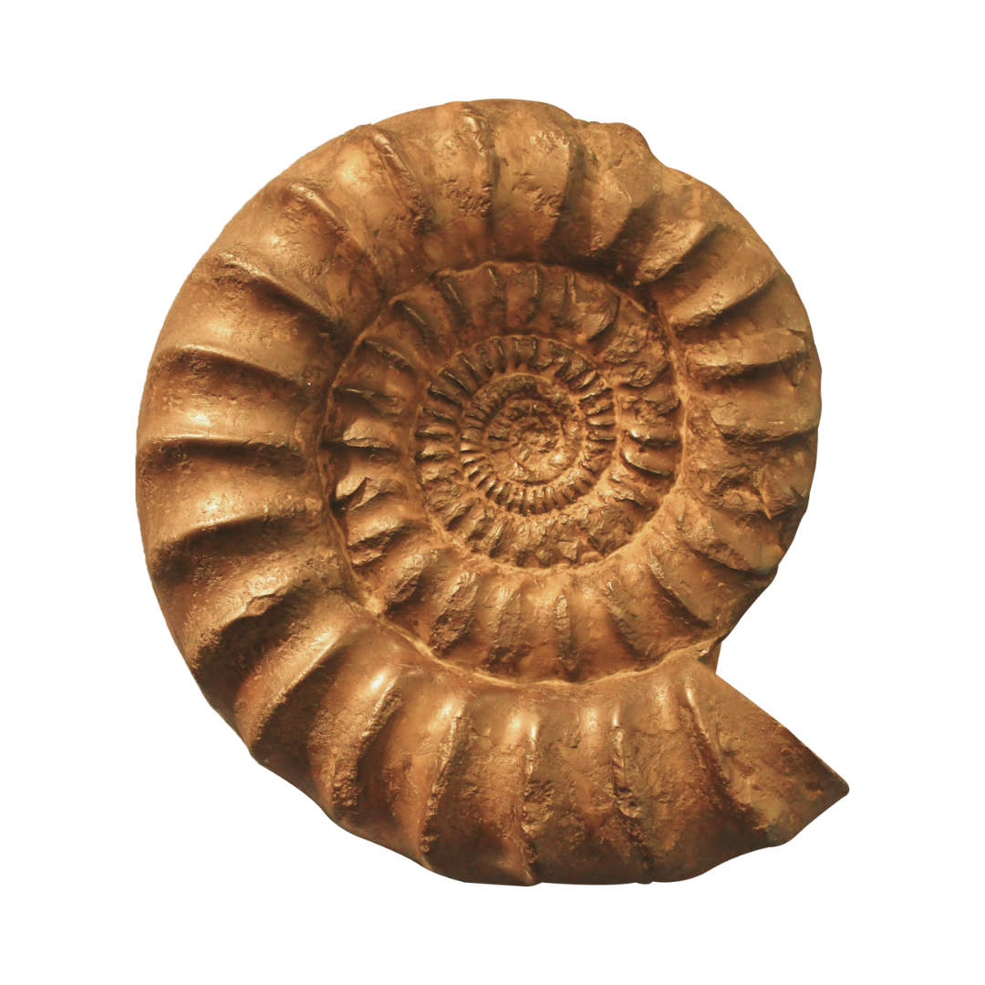 photo of a fossil