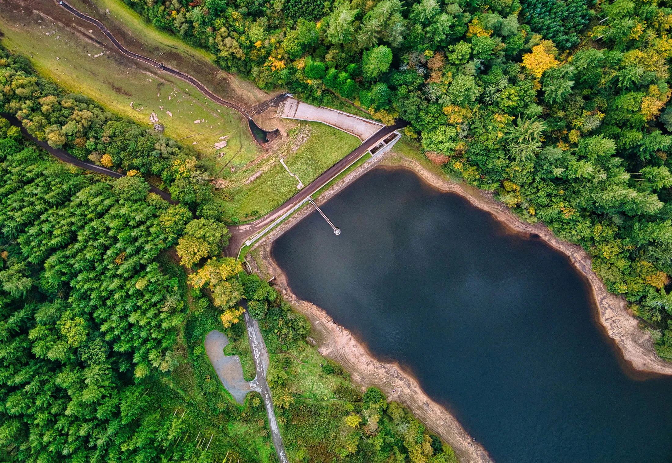 aerial view of green trees near river during daytime