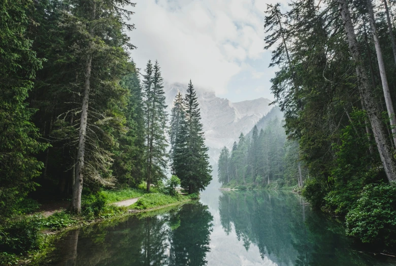 Envt - trees and water