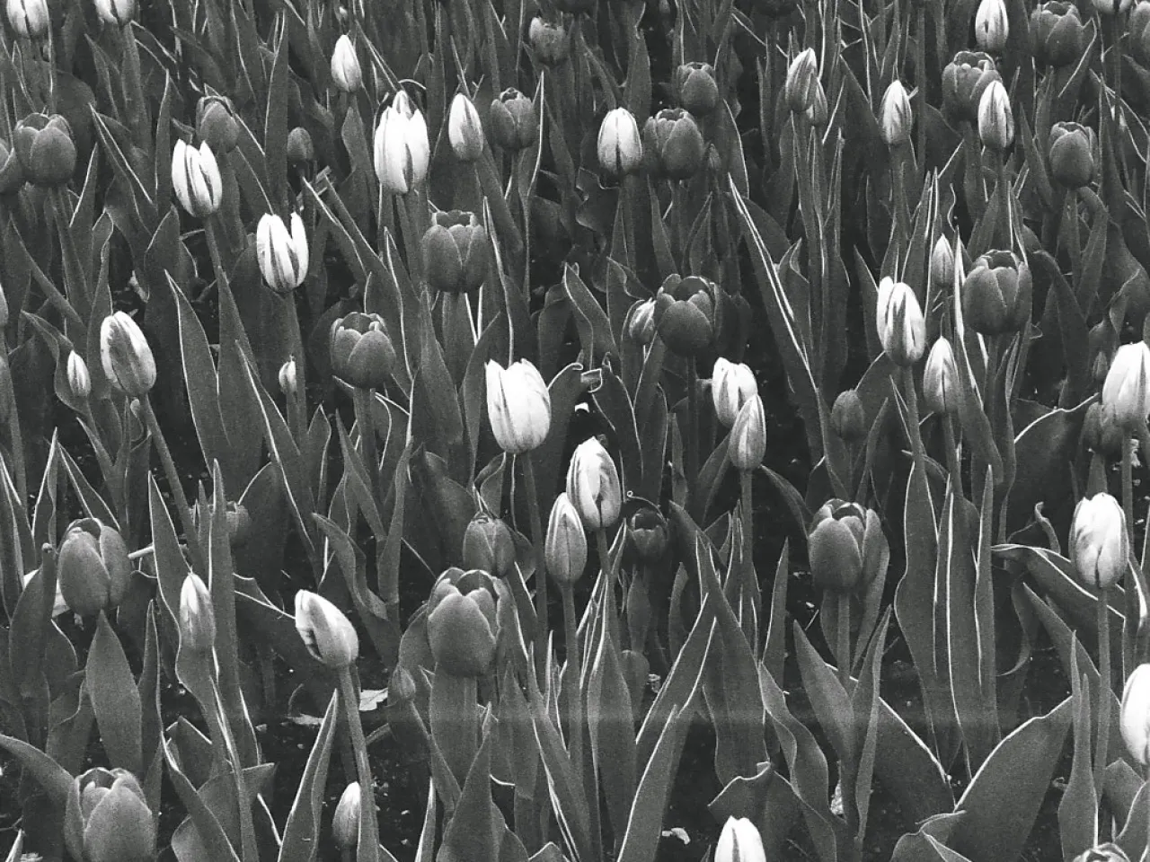 Field densely planted with tulip flowers at various stages of blooming.