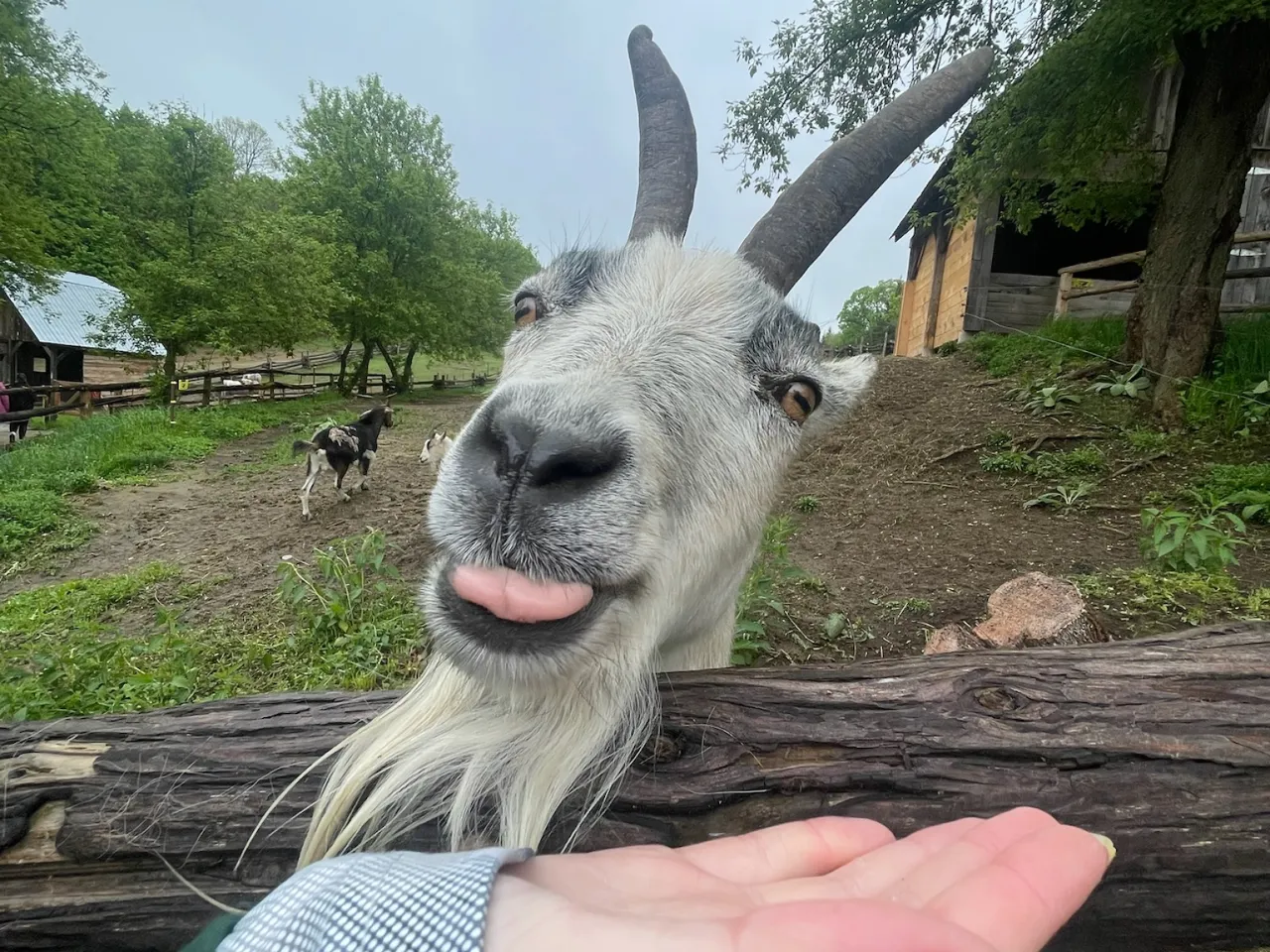 Close-up of a goat with long horns sticking out its tongue over a wooden fence, with a person’s hand extended below.