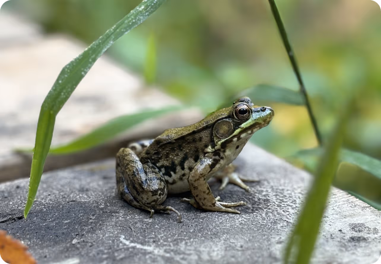 Close-up of a green and brown frog sitting on a stone surface surrounded by blurred green leaves.