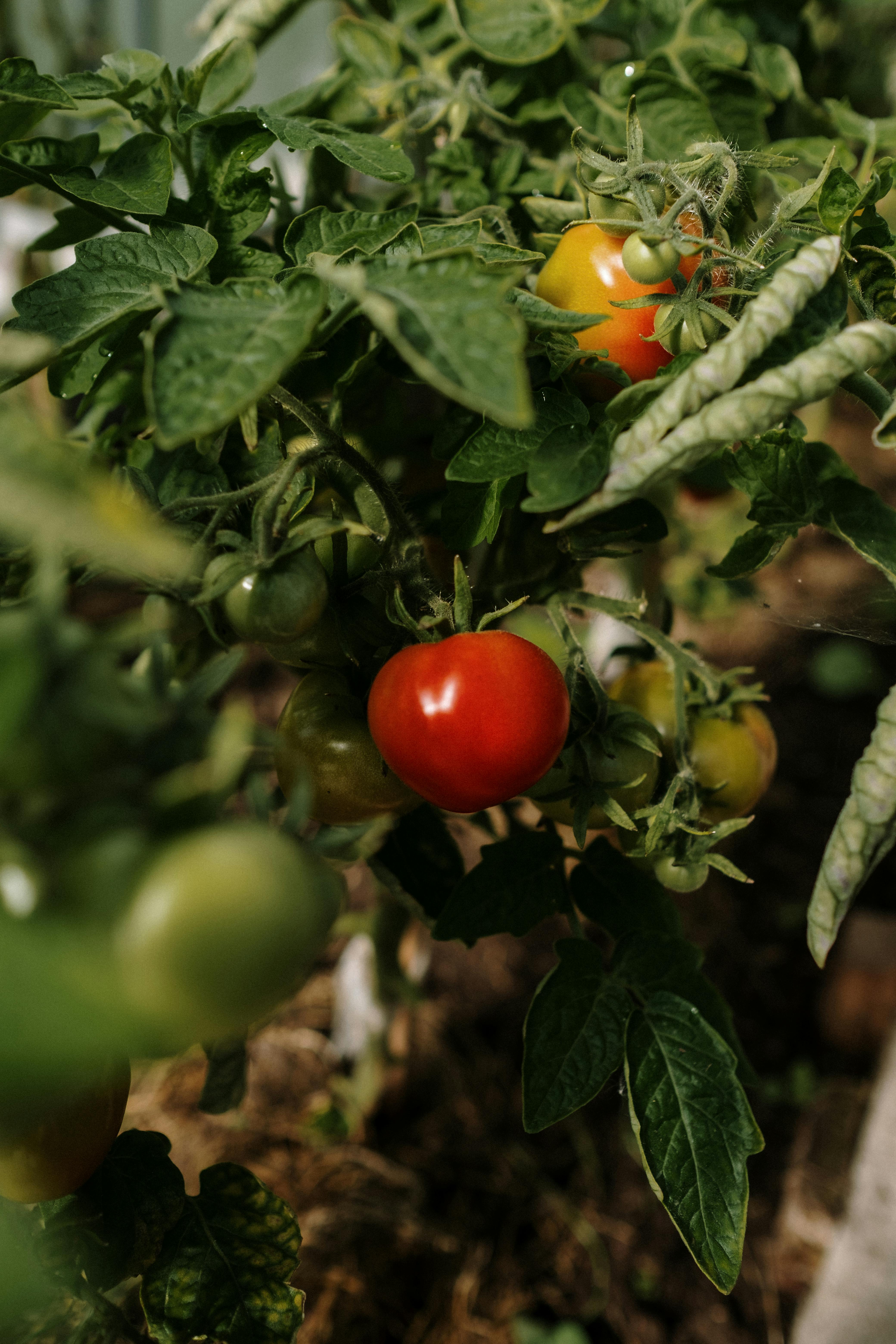 Tomato plant with ripe red and unripe green tomatoes surrounded by green leaves.