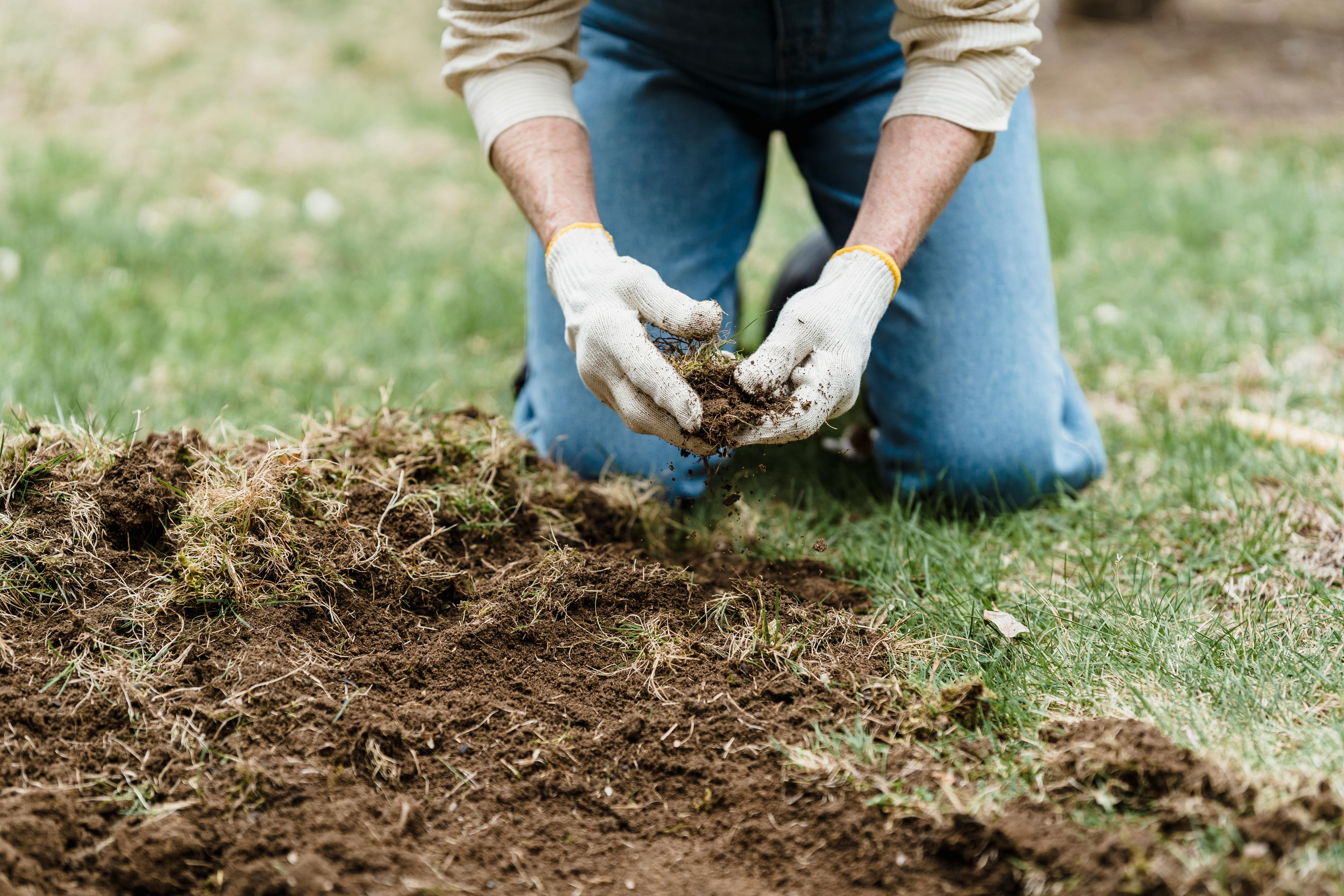 Person wearing white gloves and blue jeans kneeling and holding a clump of soil and grass.