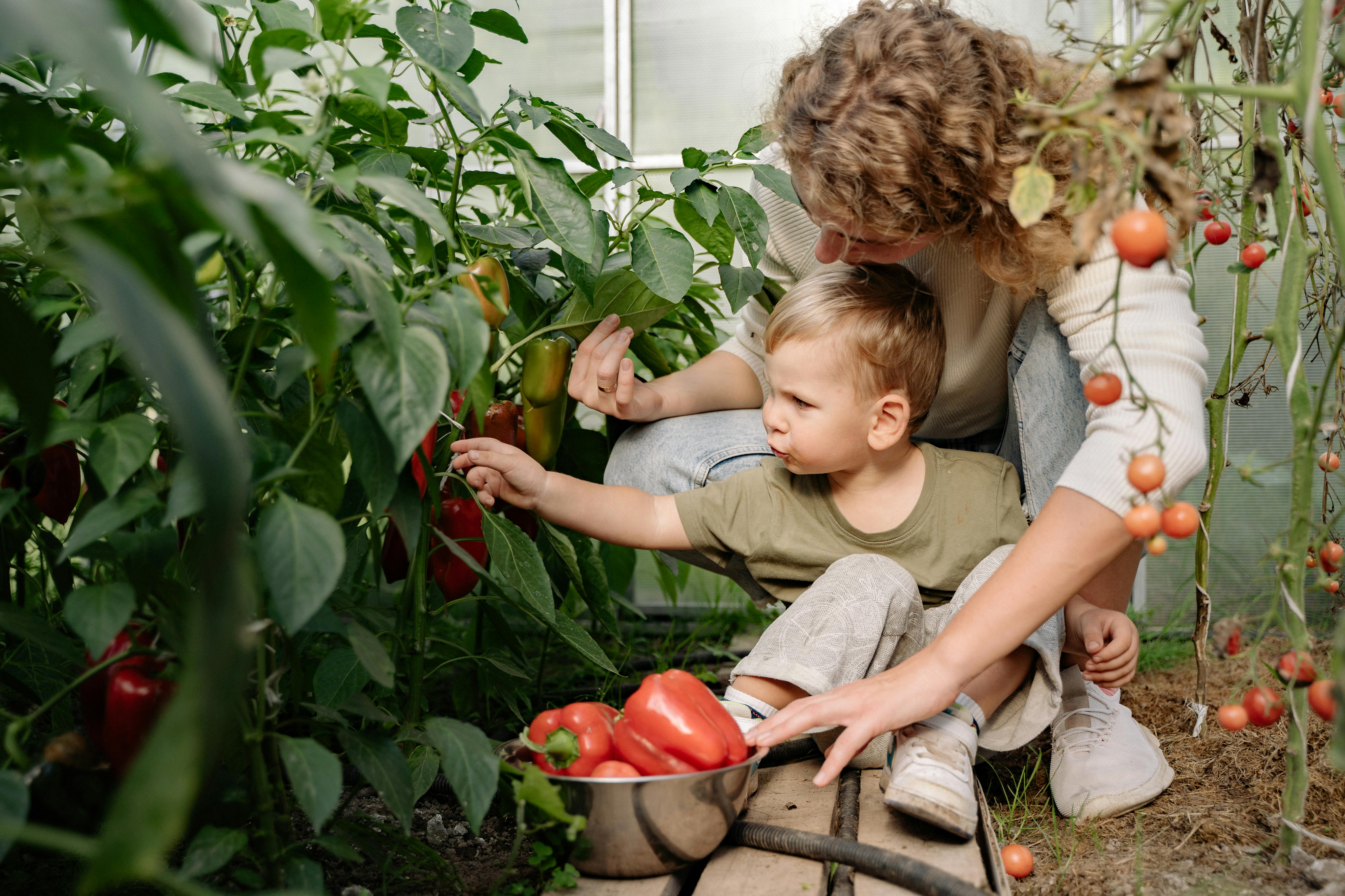 Woman and young boy picking red and green bell peppers in a greenhouse garden.