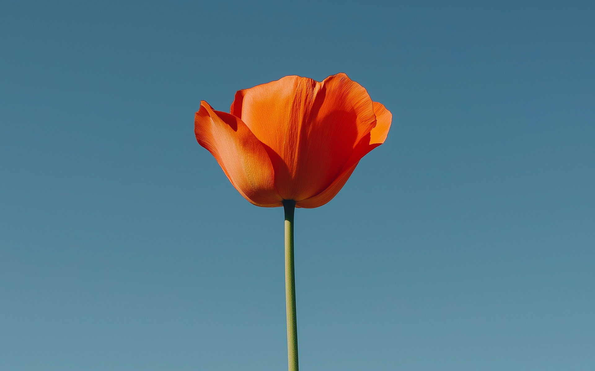 Single orange flower on the clear sky background.