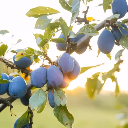 Ripe plums growing on a tree branch in natural sunlight