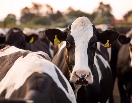 A group of dairy cows standing together in a green field