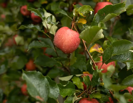 Fresh red apples growing on a tree branch in an orchard