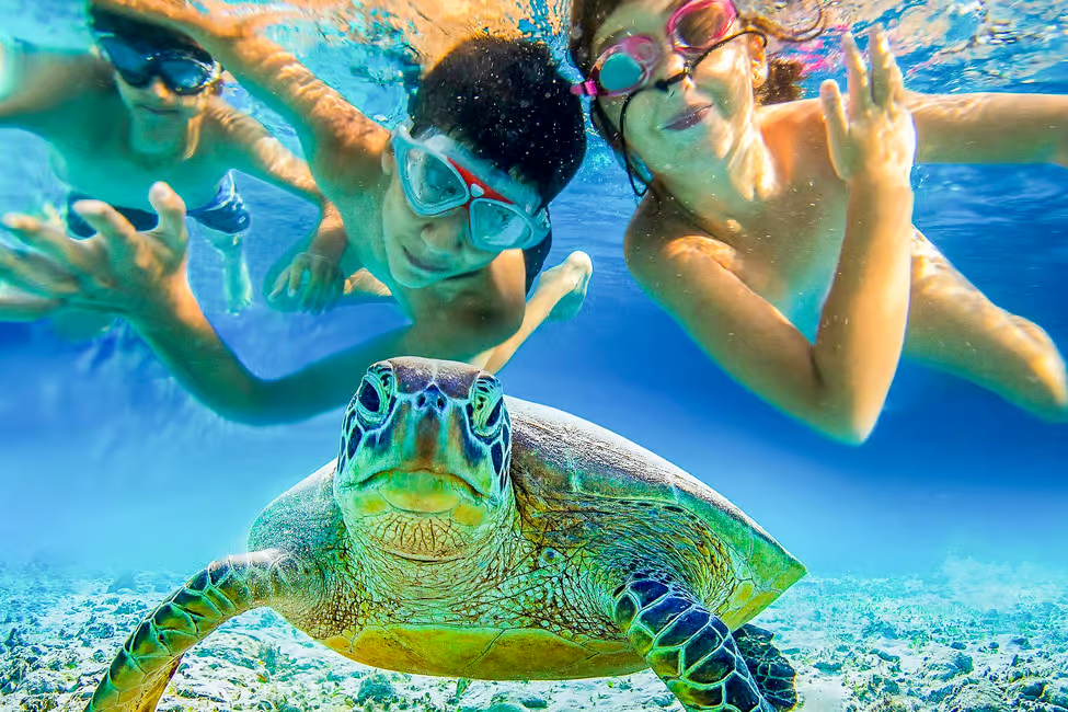 Snorkling with turtles in St. John USVi, Indo House
