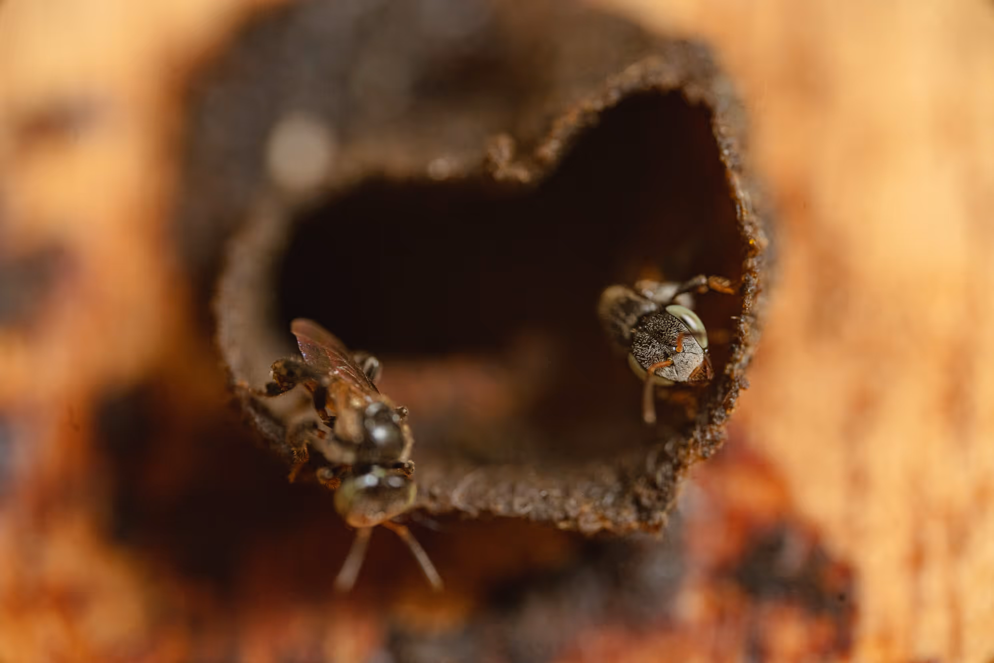 Two stingless bees at the entrance of their dark nest cavity in wood.