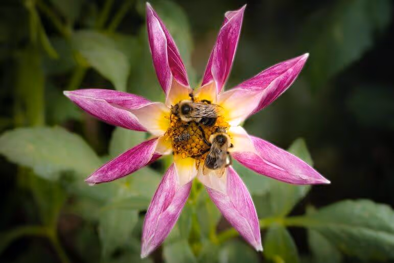 Close-up of two bumblebees collecting nectar on a purple and white flower with a yellow center.