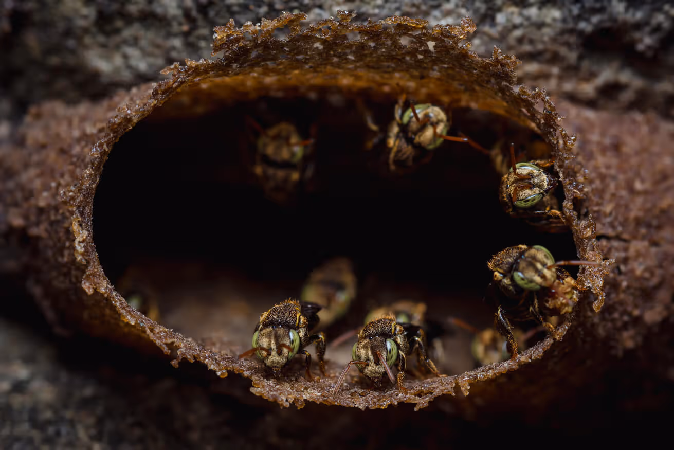 Close-up of small bees with green eyes emerging from a honeycomb nest entrance.