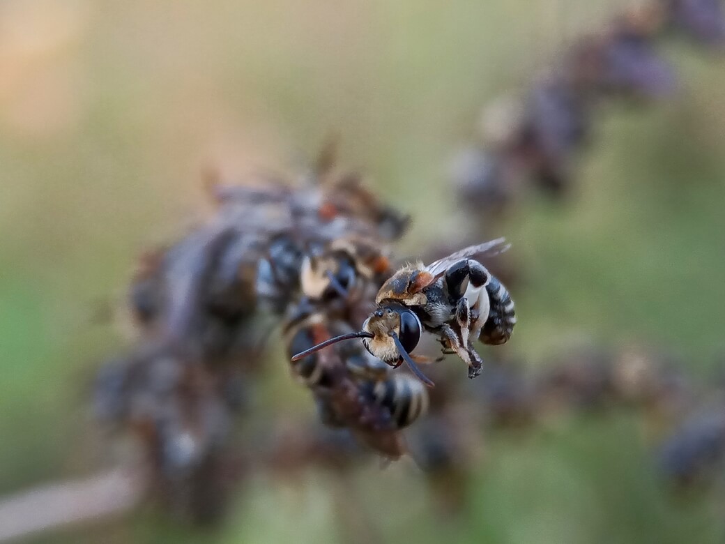 Close-up of a bee perched on a blurred cluster of bees on a plant stem.