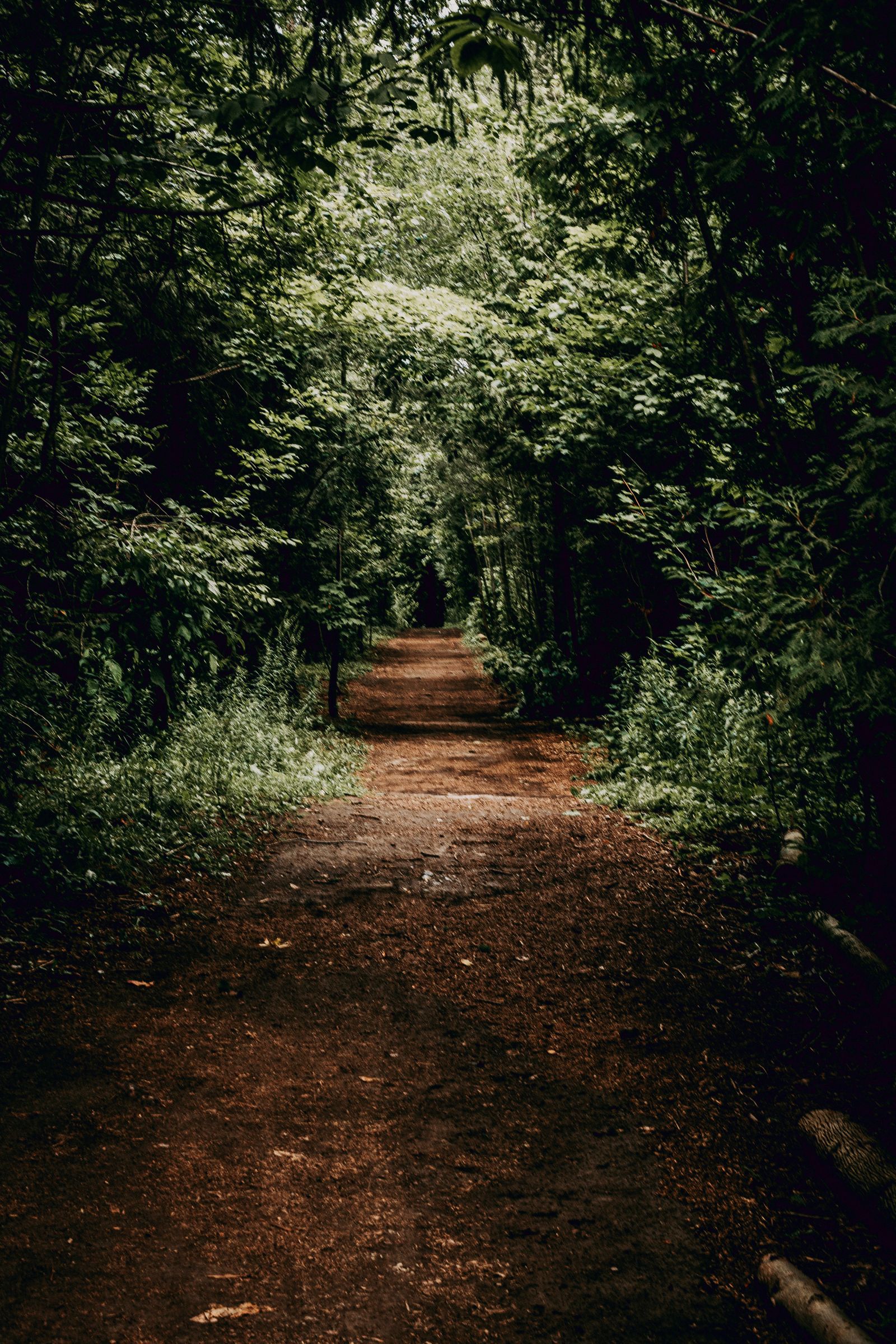 Forest path through dense mountain woodland