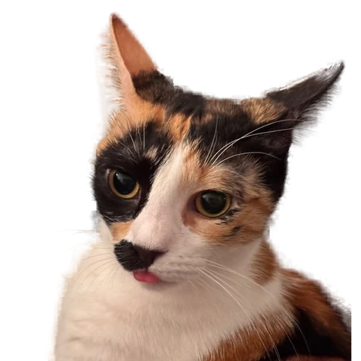 Mochi, Vera’s calico cat, in her flight attendant uniform