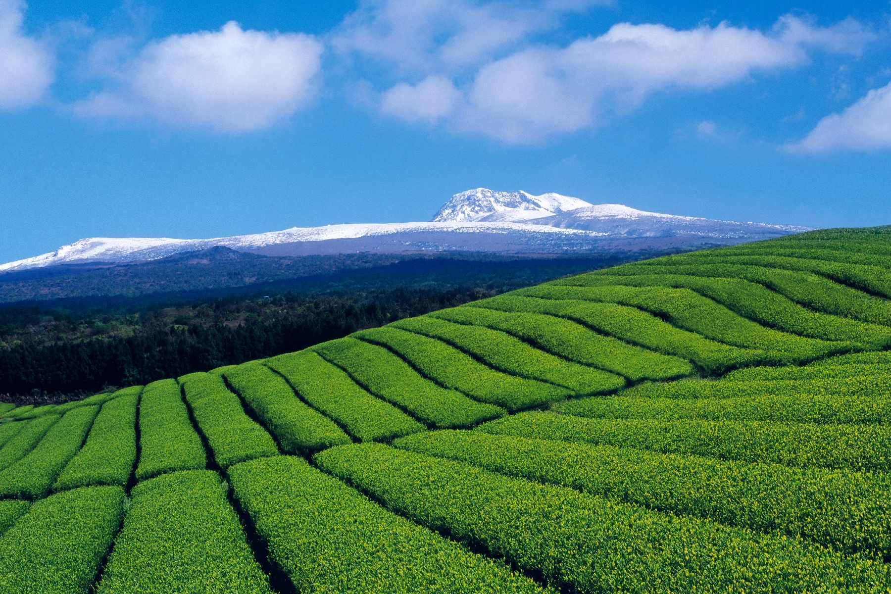 Jeju Green Tea: Volcanic Terroir and the Purest Expression of Korean Tea