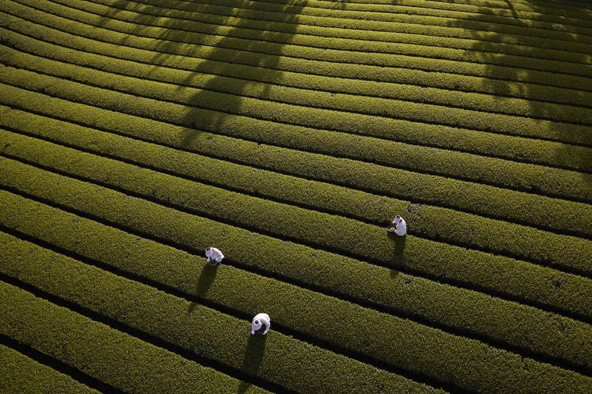 Organic Matcha - Boseong, Korea