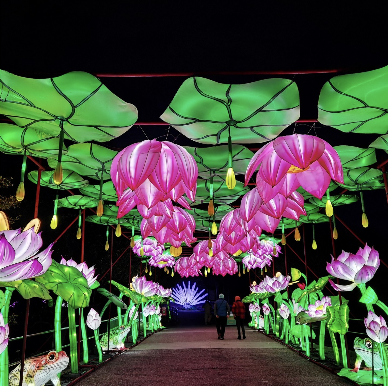 Glow Wild Connecticut Beardsley Zoo illuminated light display