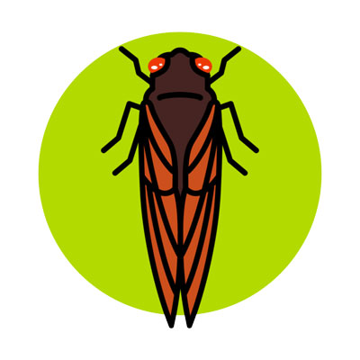 Cicada Safari app and website