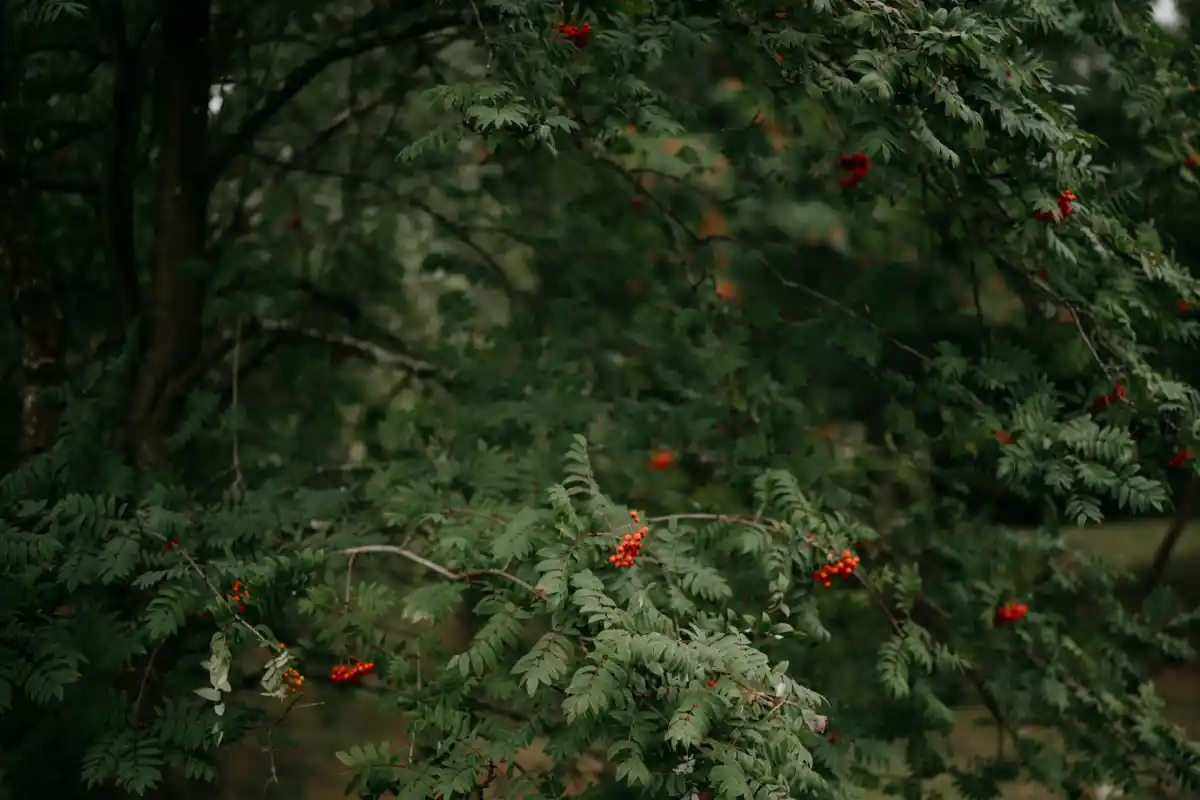 image of ceremony preparation for a buddhist temple