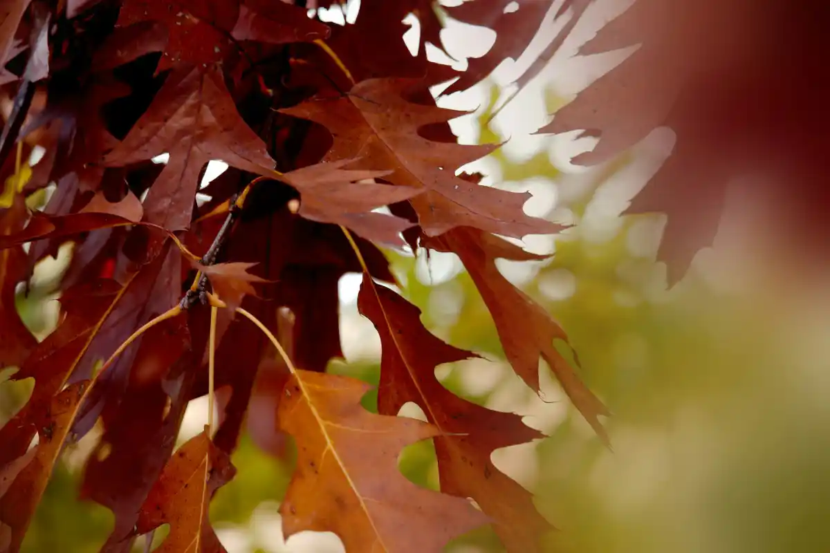 image of ceremony preparation for a buddhist temple