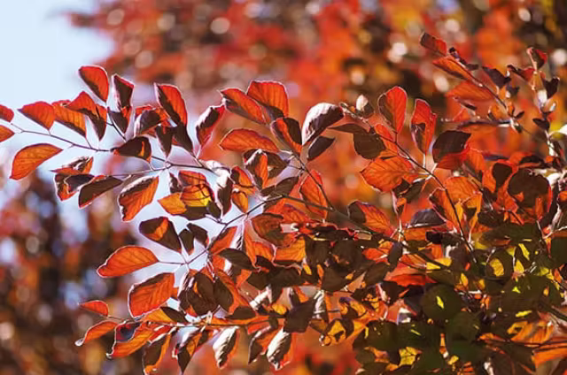 image of ceremony preparation for a buddhist temple
